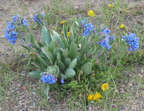 GDMBR: Mountain Bluebells and Dandelions.